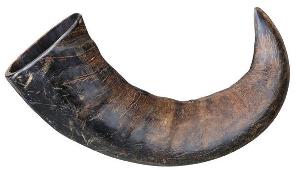 Hovedbilde TRIXIE Buffalo Tygge Horn ( L )