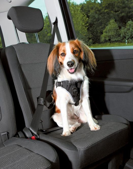 Hovedbilde Dog Protect sikkerhetssele M: 50–86 cm