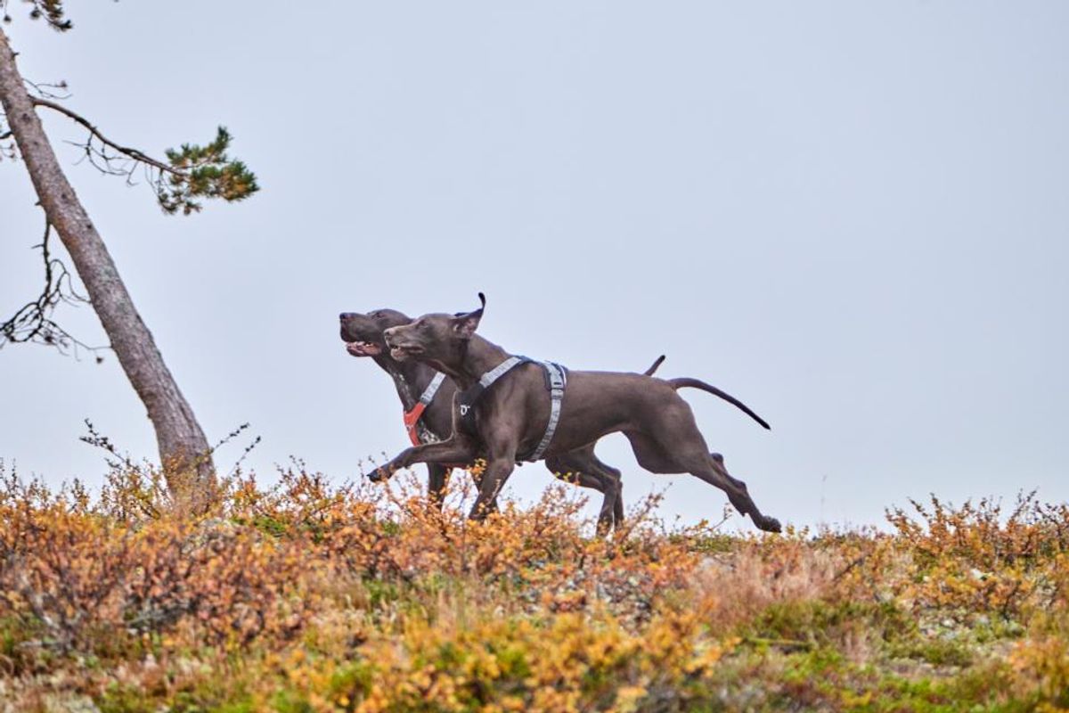 HURTTA Rover Hundesele - S: 45-60 cm