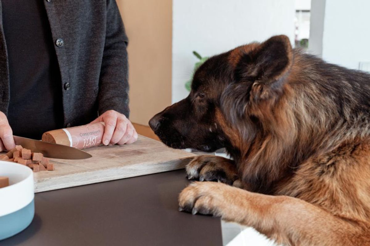 Companion+ FEAST Biff 350g | Saftig Hundefôrpølse
