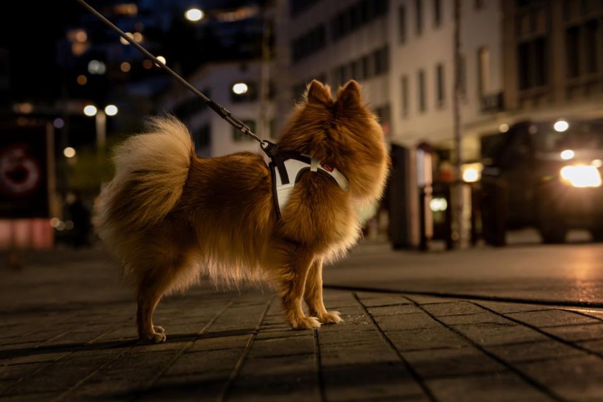 Curli Vest Clasp Glow Hundesele | Høytytende Helrefleks