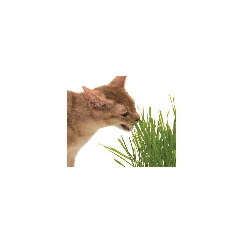 CATIT Senses 2.0 Gress Planter