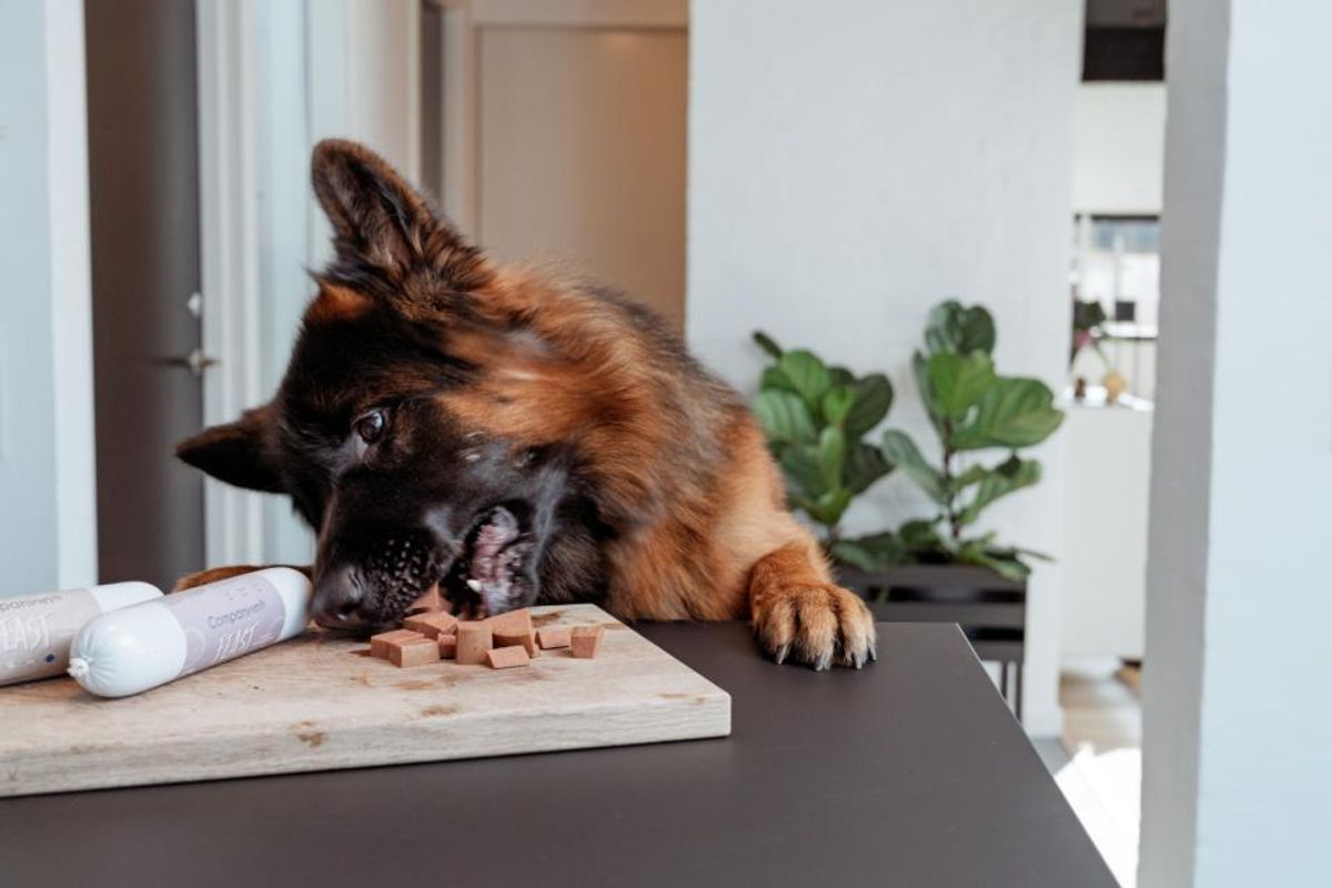 Companion+ FEAST Biff 350g | Saftig Hundefôrpølse
