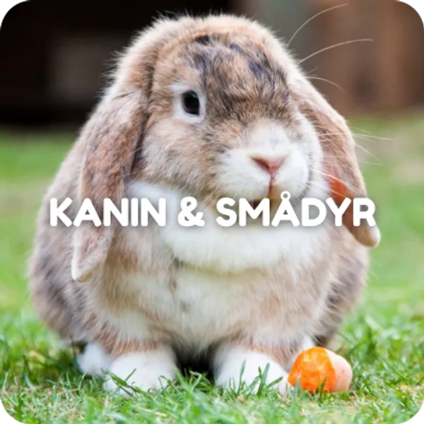 Mat og utstyr til kaniner og andre smådyr. 